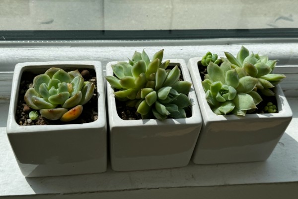 多肉植物的栽培方法，栽种前要检查根系的生长状态