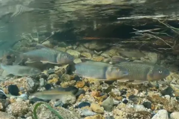 马口鱼一年可以繁殖几次,一年可多次产卵