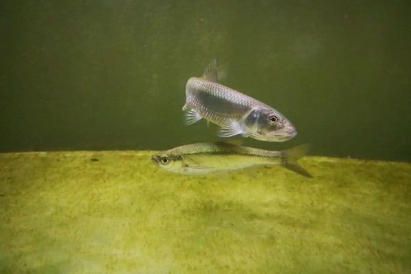 马口鱼一年可以繁殖几次,一年可多次产卵