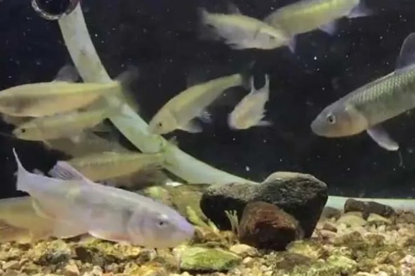 马口鱼一年可以繁殖几次,一年可多次产卵