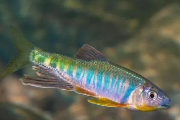 马口鱼一年可以繁殖几次,一年可多次产卵