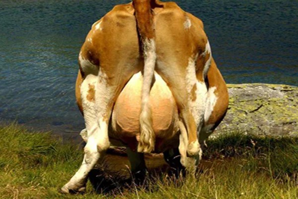 母牛流透明液体后几天生小牛,大概1-2天就会生