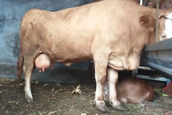 母牛流透明液体后几天生小牛,大概1-2天就会生