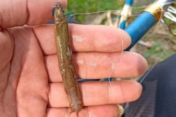 野钓鳜鱼用什么饵料，可以选择自然饵料或路亚拟饵