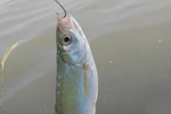 野钓鳜鱼用什么饵料，可以选择自然饵料或路亚拟饵