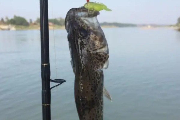 野钓鳜鱼用什么饵料，可以选择自然饵料或路亚拟饵