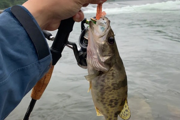野钓鳜鱼用什么饵料，可以选择自然饵料或路亚拟饵