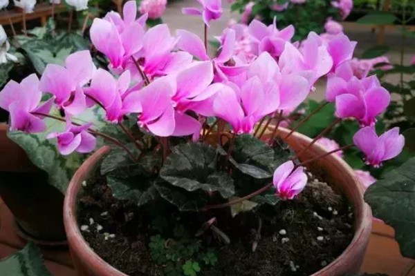 仙客来怎样浸盆浇水，先准备一个大一点的浅盆