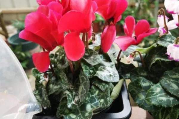 仙客来怎样浸盆浇水，先准备一个大一点的浅盆