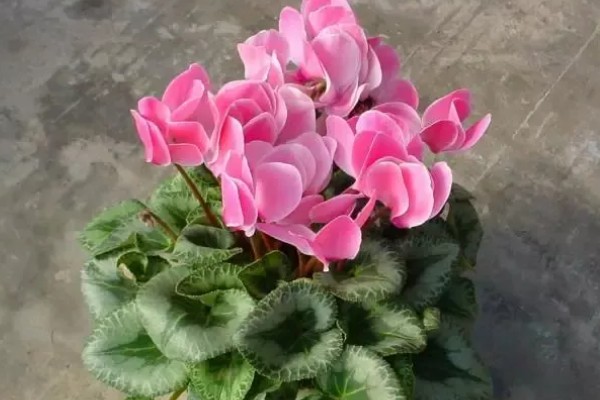 仙客来怎样浸盆浇水，先准备一个大一点的浅盆