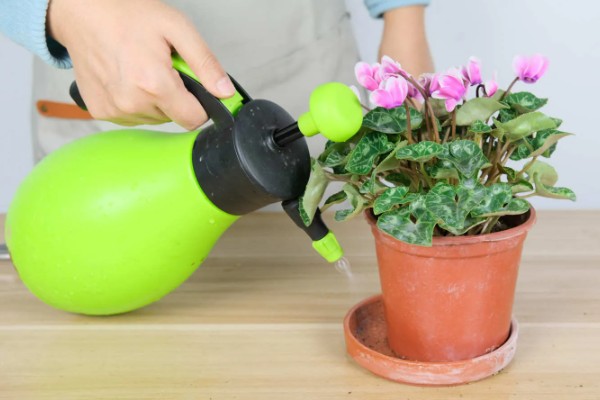 仙客来怎样浸盆浇水，先准备一个大一点的浅盆