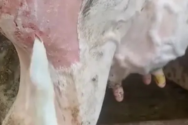 母牛流透明液体后几天生小牛,大概1-2天就会生