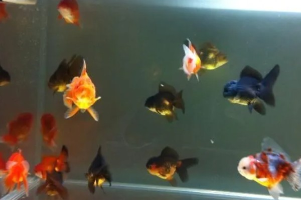 金鱼可以和乌龟一起养吗，不能一起养