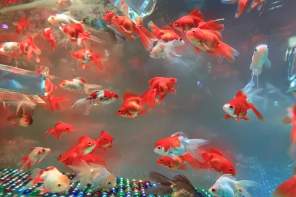 金鱼可以和乌龟一起养吗，不能一起养