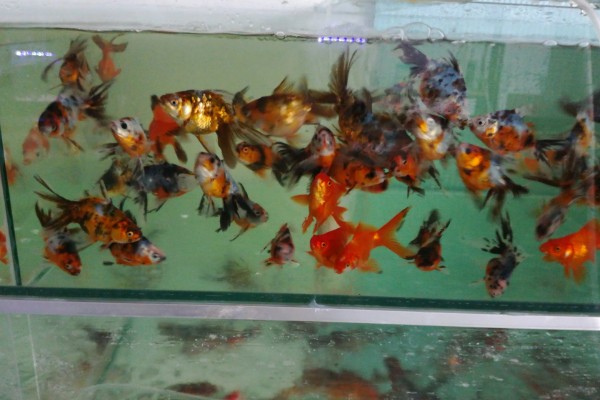 金鱼可以和乌龟一起养吗，不能一起养