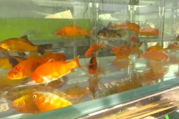 金鱼可以和乌龟一起养吗，不能一起养