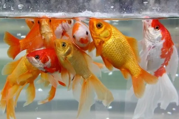 金鱼可以和乌龟一起养吗，不能一起养