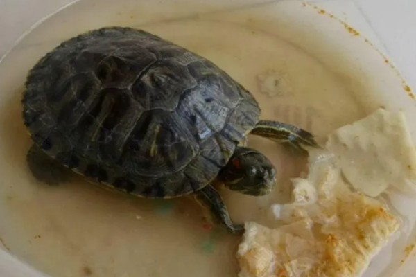 金鱼可以和乌龟一起养吗，不能一起养