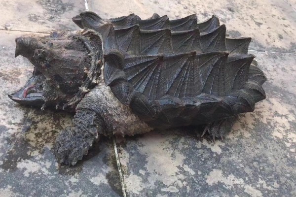 鳄龟有多大，成年的大鳄龟身长可达到60-75厘米
