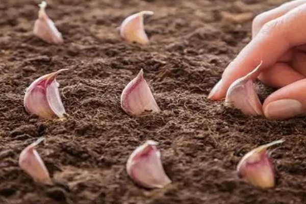 种大蒜是头朝上还是头朝下,头部要朝上
