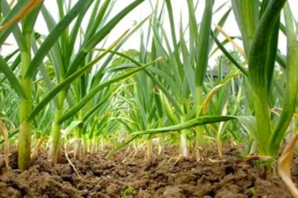 种大蒜是头朝上还是头朝下,头部要朝上