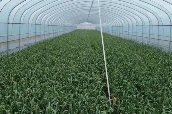 种大蒜是头朝上还是头朝下,头部要朝上