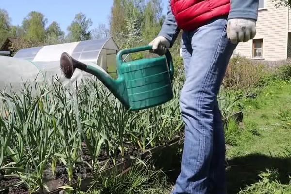 种大蒜是头朝上还是头朝下,头部要朝上