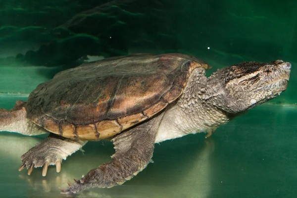 鳄龟有多大，成年的大鳄龟身长可达到60-75厘米