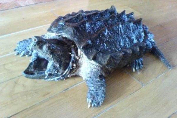 鳄龟有多大，成年的大鳄龟身长可达到60-75厘米