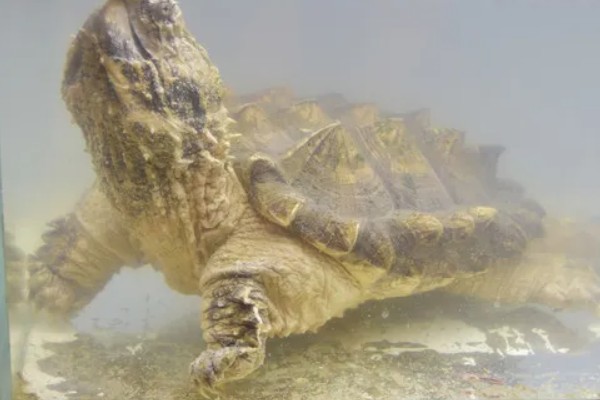 鳄龟有多大，成年的大鳄龟身长可达到60-75厘米