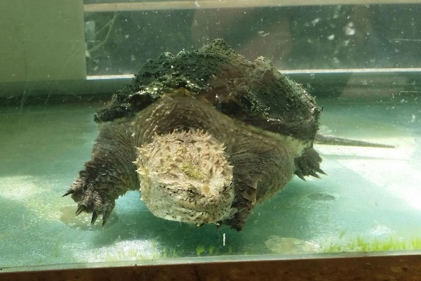 鳄龟有多大，成年的大鳄龟身长可达到60-75厘米