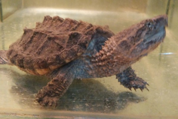 鳄龟有多大，成年的大鳄龟身长可达到60-75厘米