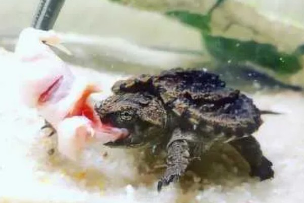 鳄龟有多大，成年的大鳄龟身长可达到60-75厘米