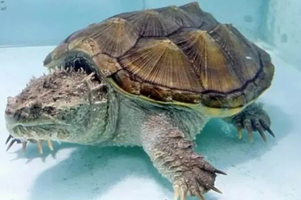 鳄龟有多大，成年的大鳄龟身长可达到60-75厘米
