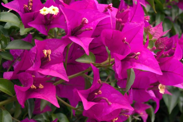 三角梅怎样催花控水,开花的60天前开始进行控水