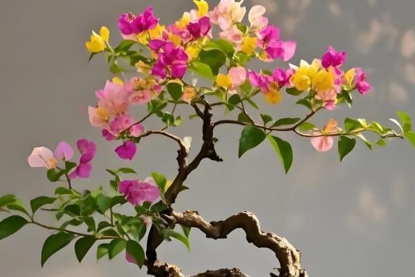 三角梅怎样催花控水,开花的60天前开始进行控水