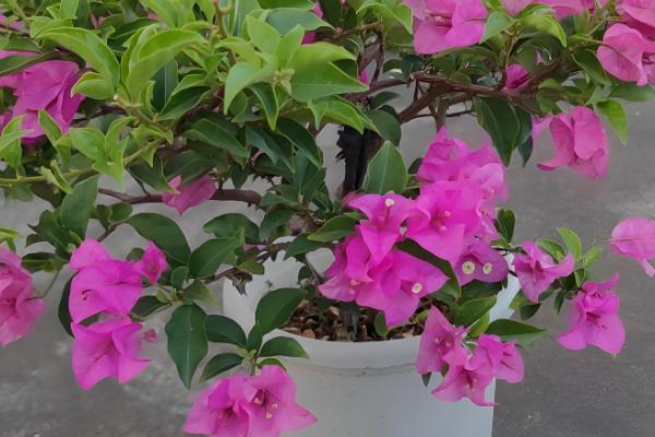 三角梅怎样催花控水,开花的60天前开始进行控水