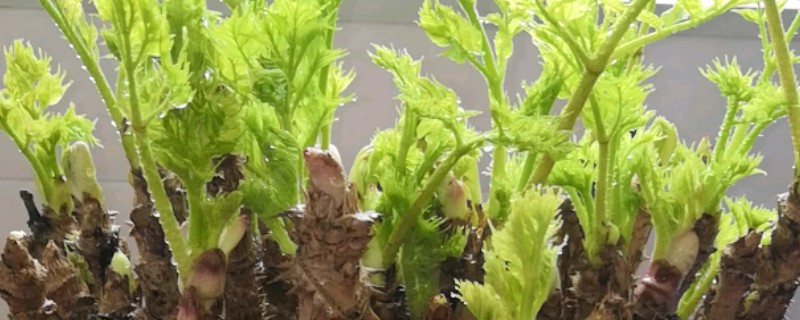 刺老芽如何扦插能生根，可采取水培的方法扦插生根