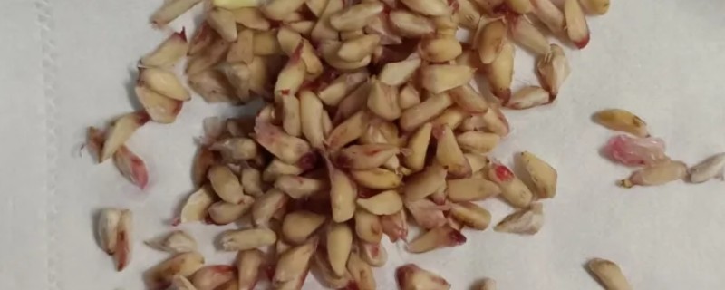 石榴籽的种植方法，浸种催芽后铺在培养土上面并覆盖小石子