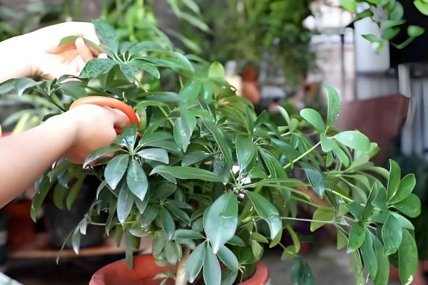 鸭掌木长多高能掐头,长20-30cm时可以掐头