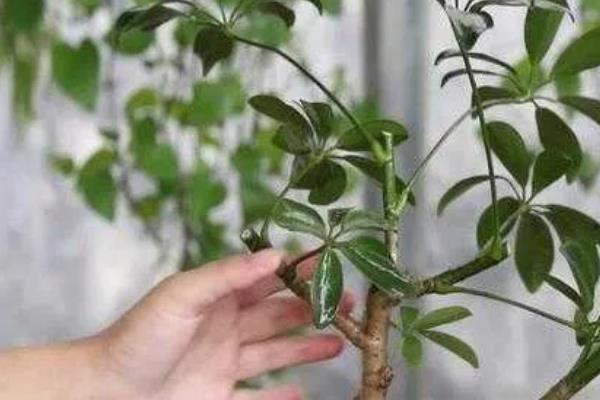 鸭掌木长多高能掐头,长20-30cm时可以掐头