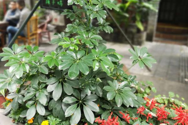 鸭掌木长多高能掐头,长20-30cm时可以掐头