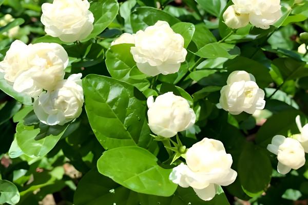 怎么修剪虎头茉莉,枝条生长到8-10cm可摘心