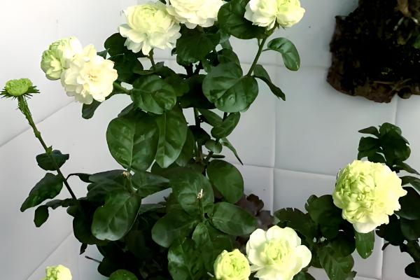 怎么修剪虎头茉莉,枝条生长到8-10cm可摘心