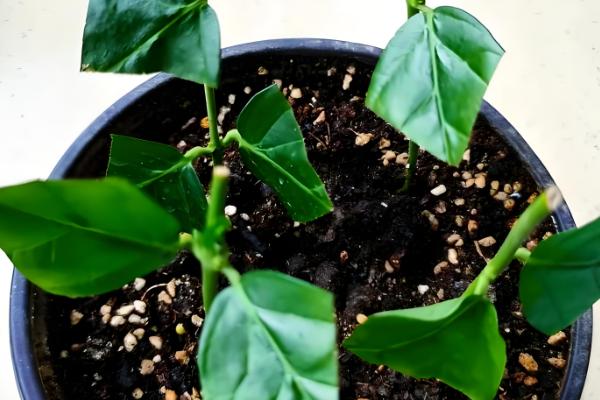 怎么修剪虎头茉莉,枝条生长到8-10cm可摘心