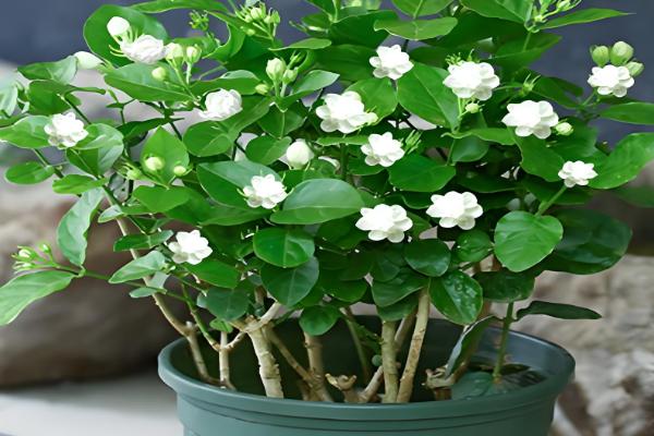 怎么修剪虎头茉莉,枝条生长到8-10cm可摘心