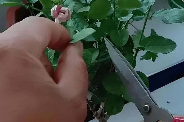 怎么修剪虎头茉莉,枝条生长到8-10cm可摘心