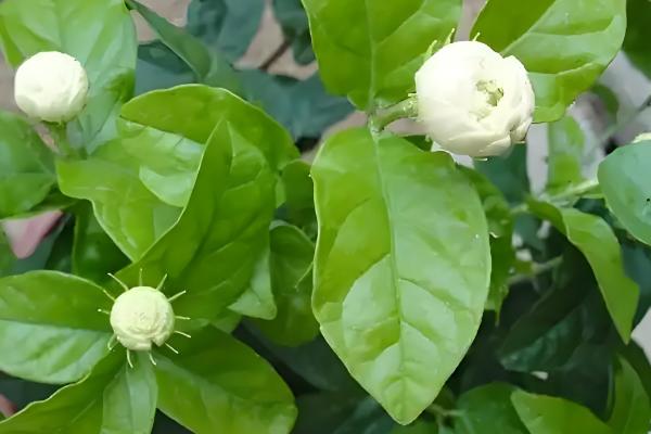 怎么修剪虎头茉莉,枝条生长到8-10cm可摘心