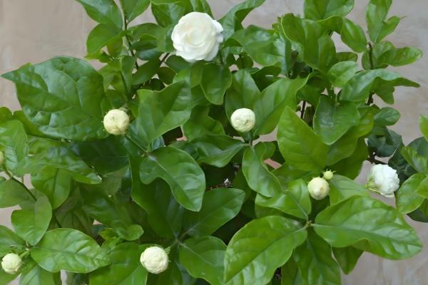 怎么修剪虎头茉莉,枝条生长到8-10cm可摘心