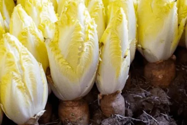 娃娃菜怎么种植，株距保持在20厘米